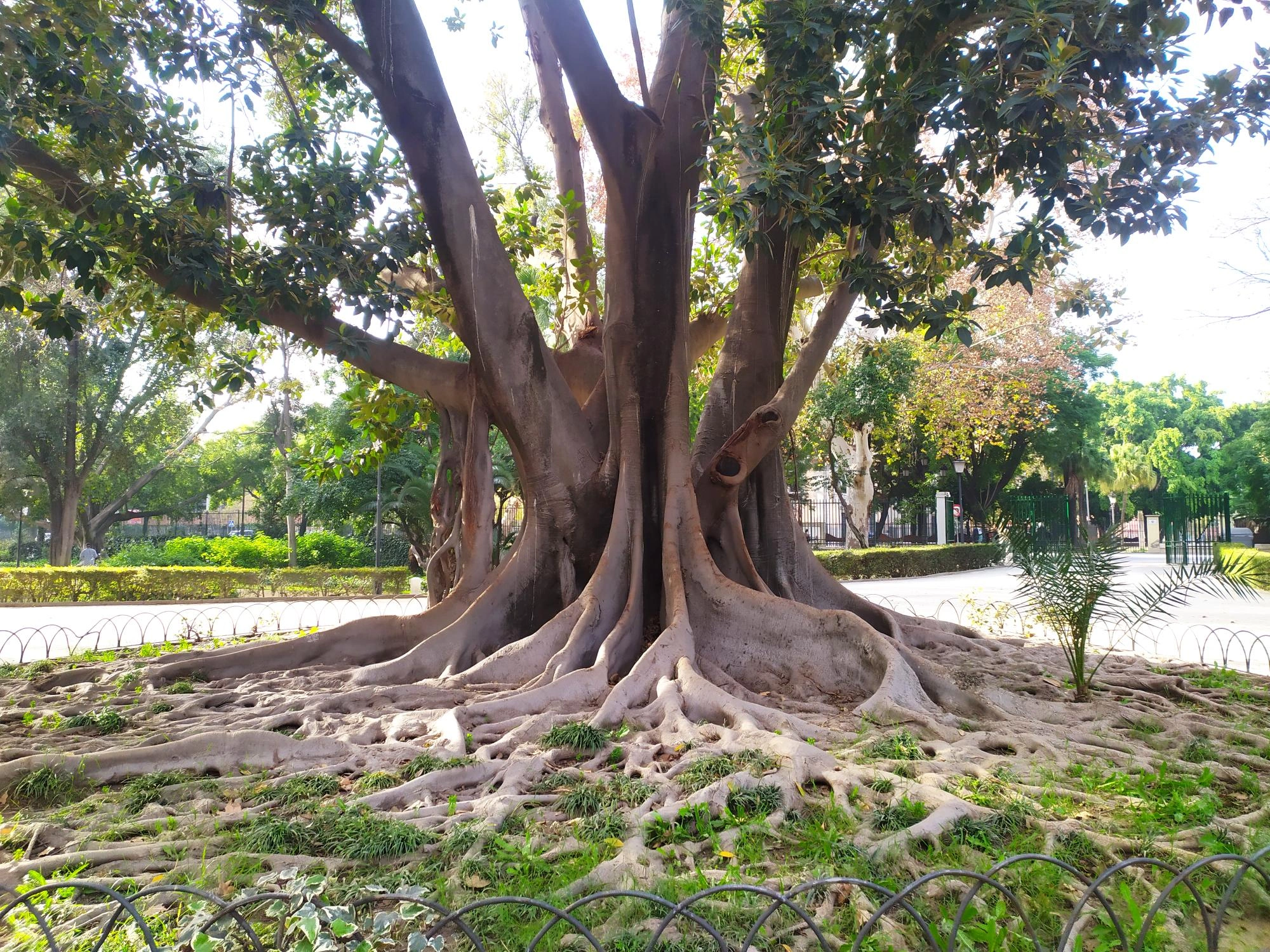 Tree with deep roots in a public park